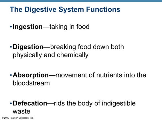 19+ Digestive System Flow Chart