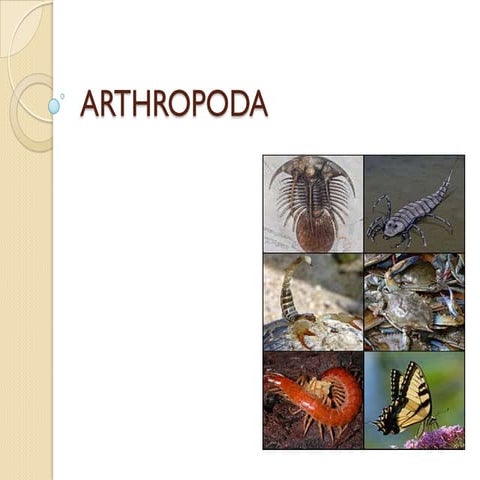 Zooin arthropoda