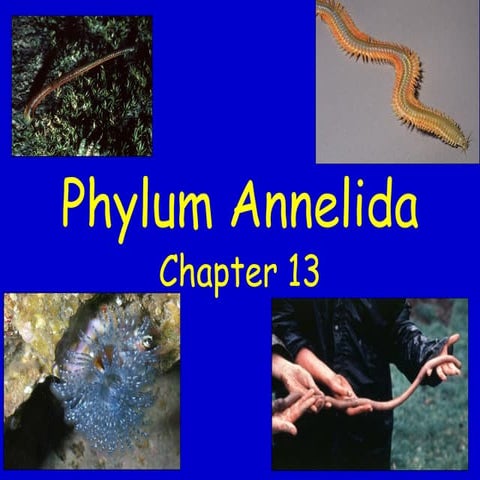 Zoology ch13annelida