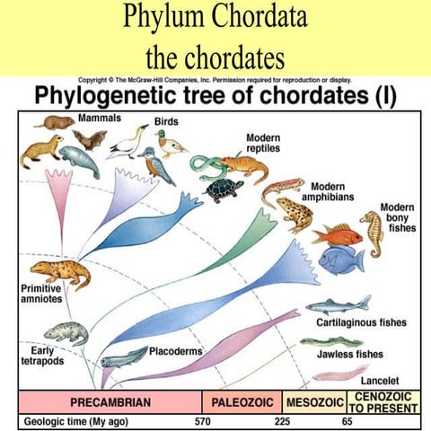 Zoology_II;_the_chordates.pptx first year