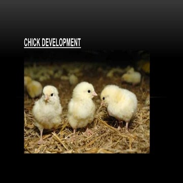 chick development by MUHAMMAD SOHAIL RIAZ