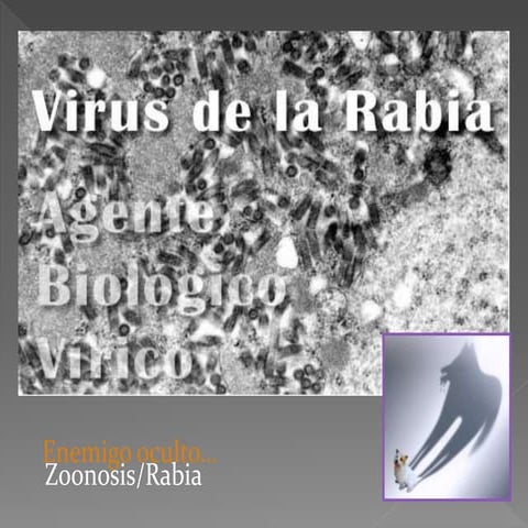 ESQUEMA RABIA para tratamiento de mordedura de can | PPT