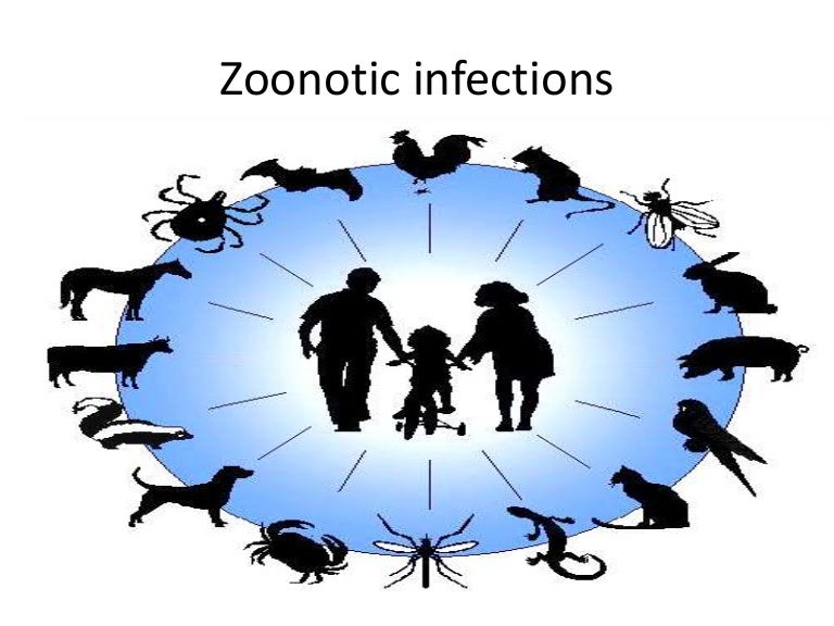 Zoonotic infections