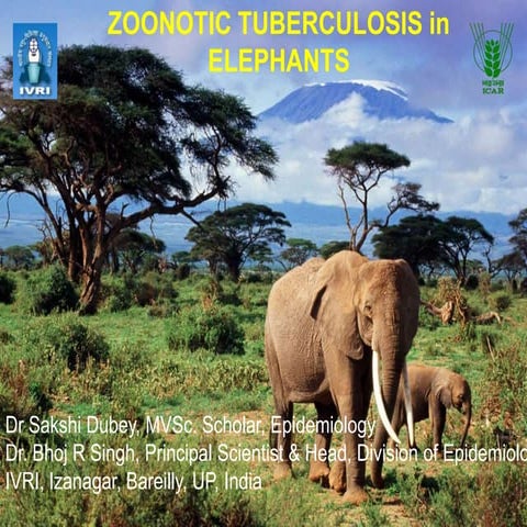 Zoonotic tuberculosis in elephanths