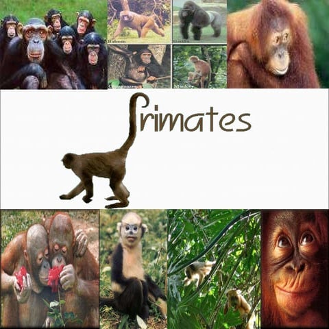 Primates y prosimios | PPTX