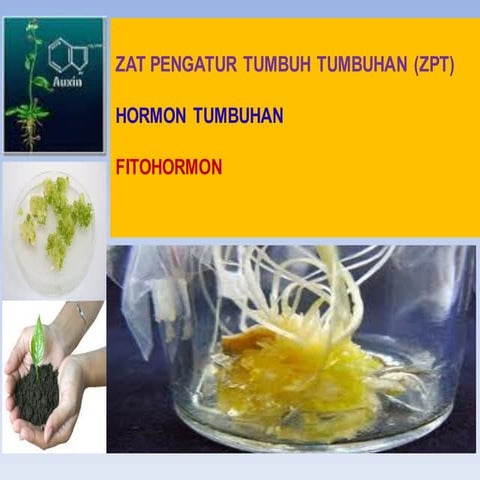 ZPT_Hormon tumbuhan_Fitohormon_pakai 2018-2019.pdf