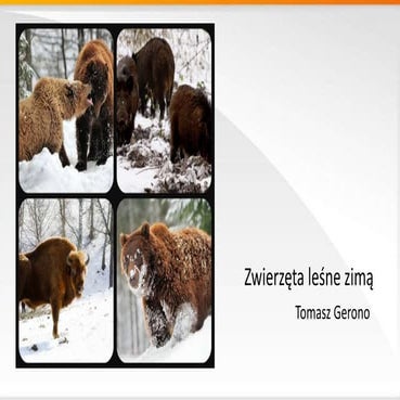 Zwierzeta lesne zimą | PPT