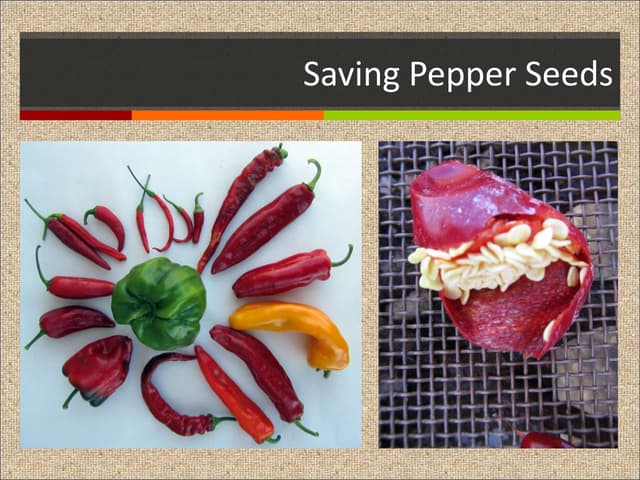 Saving Pepper Seeds ~ ASI