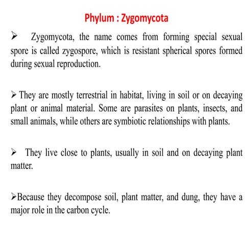 zygomycota.ppt